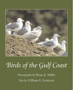 Birds of the Gulf Coast - Cover